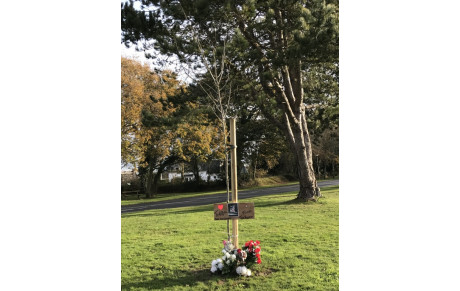 Un arbre de Judée planté en hommage à Thomas